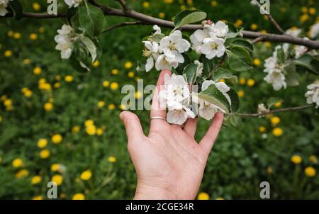 Schöne weibliche Hand berührt einen Zweig eines blühenden Apfels Baum Stockfoto