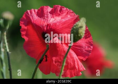 Ameise und Gruppe von Blattläusen auf einer Mohnblume. Makro. Symbiotisches Beziehungskonzept. Stockfoto