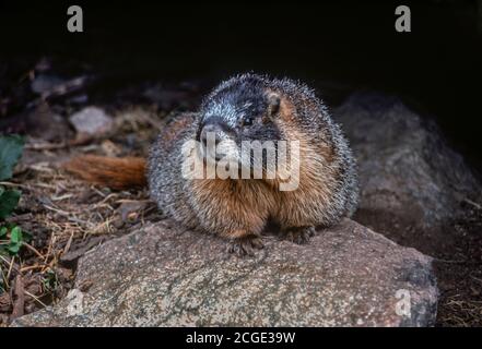 Adult Yellow Belly Murmeltier (Marmota flaviventris) Rocky Mountain National Park, Colorado USA. Verwandt mit dem Murmeltier des Nordwestens. Stockfoto