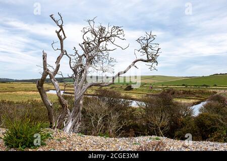 Alter toter Baum in Cuckmere Haven und Seven Sisters Cliffs In East Sussex South Coast Landschaft Stockfoto