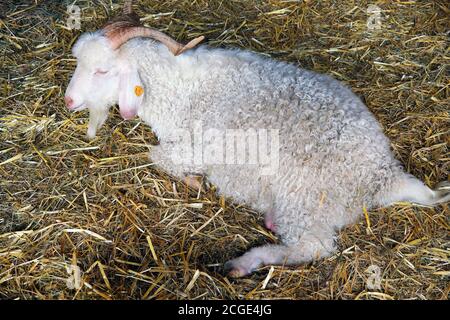 Angora Ziege, eine Rasse von heimischen Ziege hnown für die Herstellung von glänzenden Faser genannt Mohair, liegen auf Stroh Stockfoto