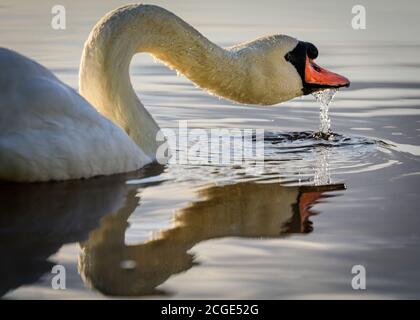 Münsterland, NRW, 10. September 2020. Ein stummer Schwan trinkt und genießt die friedliche Nachmittagssonne auf einem Teich im Münsterland. Die Temperaturen werden am Wochenende wieder auf rund 28 Grad Celsius eingestellt. Kredit: Imageplotter/Alamy Live Nachrichten Stockfoto