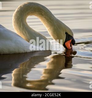 Münsterland, NRW, 10. September 2020. Ein stummer Schwan bildet eine Herzform, während er in der ruhigen Nachmittagssonne auf einem Teich im Münsterland Wasser trinkt. Die Temperaturen werden am Wochenende wieder auf rund 28 Grad Celsius eingestellt. Kredit: Imageplotter/Alamy Live Nachrichten Stockfoto