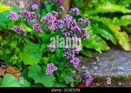 Rosafarbene Majoran-Blüten, Origanum vulgare. Blüht im Sommer im Garten in Irland. Hintergrund von grünen Blättern und Flora Stockfoto