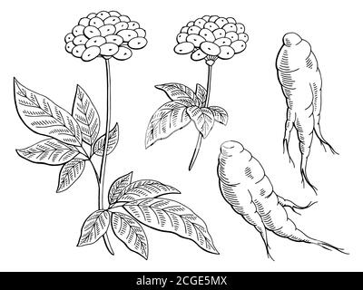 Ginseng Grafik schwarz weiß isoliert Skizze Illustration Vektor Stock Vektor