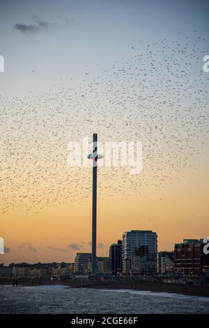 Starling Murmuration bei Sonnenuntergang in Brighton Stockfoto