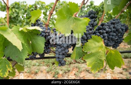 carignano del sulcis Trauben bereit für die Ernte santadi Süd-sardinien Stockfoto