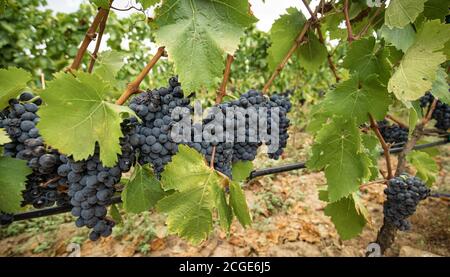 carignano del sulcis Trauben bereit für die Ernte santadi Süd-sardinien Stockfoto