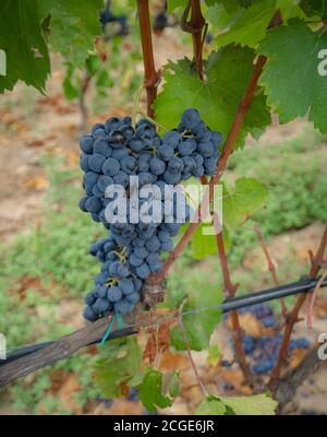 carignano del sulcis Trauben bereit für die Ernte santadi Süd-sardinien Stockfoto