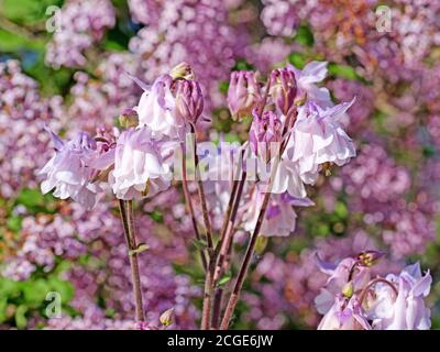 Blühende Kolumbine im Garten Stockfoto