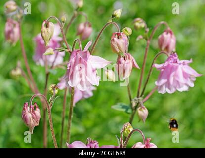 Blühende Kolumbine im Garten Stockfoto