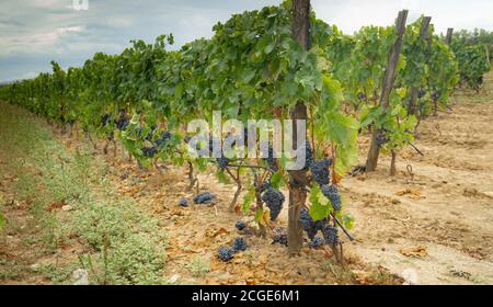 carignano del sulcis Trauben bereit für die Ernte santadi Süd-sardinien Stockfoto