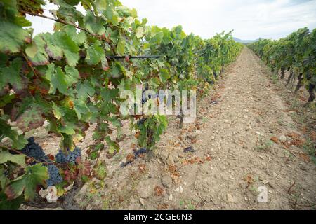 carignano del sulcis Trauben bereit für die Ernte santadi Süd-sardinien Stockfoto