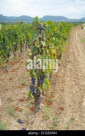 carignano del sulcis Trauben bereit für die Ernte santadi Süd-sardinien Stockfoto