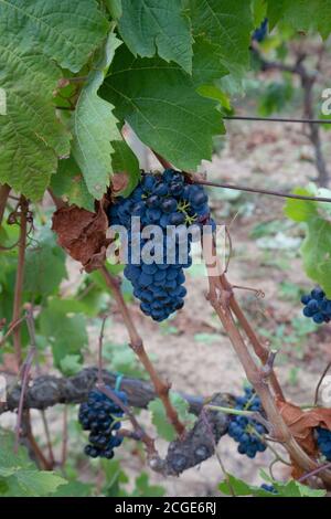 carignano del sulcis Trauben bereit für die Ernte santadi Süd-sardinien Stockfoto