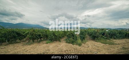 carignano del sulcis Trauben bereit für die Ernte santadi Süd-sardinien Stockfoto