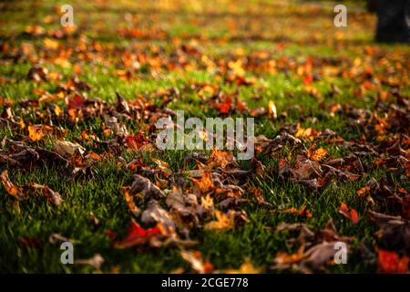 Die Nahaufnahme von trockenen Herbstblättern, die auf dem grünen Gras in chaotischer Ordnung liegen. Stockfoto