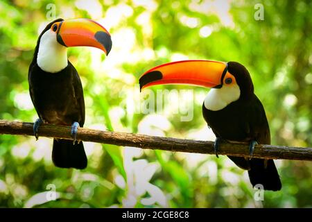 Beiden Toco toucan Vögel auf dem Ast im Wald Stockfoto