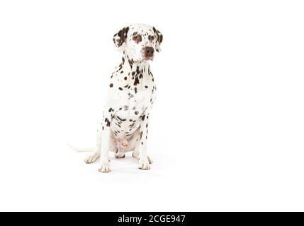 Bølack und weiß gefleckte dalmatinische Hunde isoliert auf weißem nahtlosen Hintergrund im Studio, vor der Kamera Stockfoto