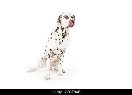 Bølack und weiß gefleckte dalmatinische Hunde isoliert auf weißem nahtlosen Hintergrund im Studio, vor der Kamera Stockfoto