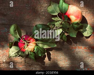 Zwei reife rote und gelbe gerade gepflückte Äpfel mit Flecken und grünen Blättern lagen flach auf einem schäbigen alten Holz mit abblätternder Farbe. Stockfoto