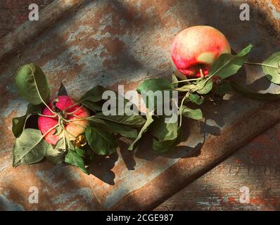 Zwei reife rote und gelbe gerade gepflückte Äpfel mit Flecken und grünen Blättern lagen flach auf einem schäbigen rostigen Metall und altem Holz. Stockfoto