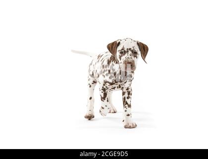 Bølack und weiß gefleckte dalmatinische Hunde isoliert auf weißem nahtlosen Hintergrund im Studio, vor der Kamera Stockfoto