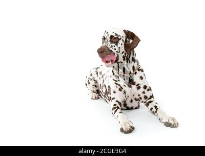 Bølack und weiß gefleckte dalmatinische Hunde isoliert auf weißem nahtlosen Hintergrund im Studio, vor der Kamera Stockfoto