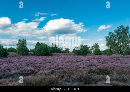 Landschaftliches Panorama einer deutschen Heidelandschaft im Herbst mit lila blühenden erica-Pflanzen, Birken und einem dramatischen bewölkten Himmel Stockfoto