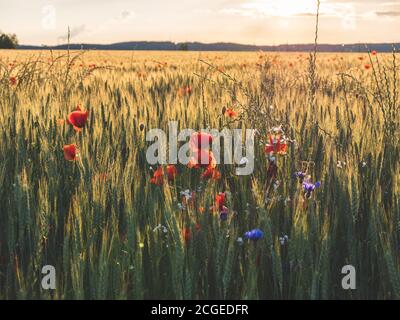 Landwirtschaftliche Getreidefeld mit roten Mohnblumen und anderen bunten Blumen während des Sonnenuntergangs. Stockfoto