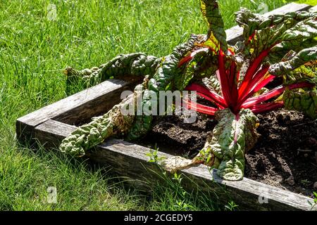 Verblassendes rotes mangold im Hochbettgarten, schweizer Mangold-Krankheit im Gemüsegarten Schweizer Mangold-Gemüsegarten, die Gemüse anbauen Stockfoto