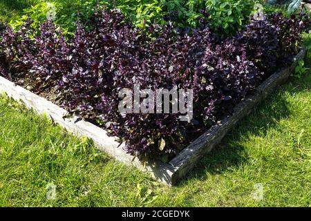 Hochbeet Garten, Ocimum basilicum Purple Basilikum Kräuter wachsen im Gemüsegarten September in Zuteilung Garten Kraut Stockfoto