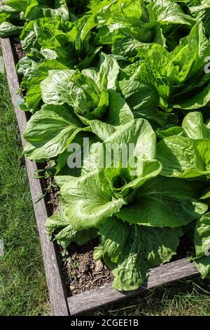 Zichoriensalat Zuckerkraut Cichorium intybus 'Pan di Zucchero' Pflanze, die im Gemüsegarten wächst Stockfoto