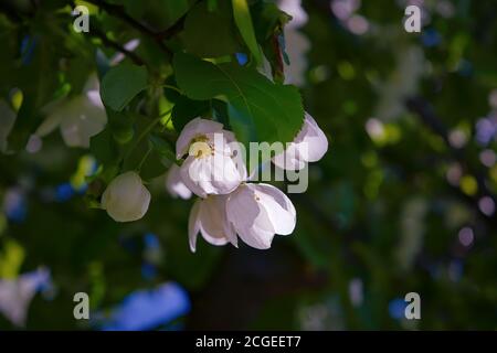 Bei Zweigstellen von Apfelbäumen mit weißen Blüten auf blauem Himmel Hintergrund Hintergrund. Stockfoto