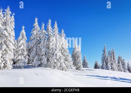 Winterlandschaft. Natürliche Landschaft mit schönen Himmel. Erstaunlich auf dem mit Schnee bedeckten Rasen stehen die schönen Bäume gegossen mit Schneeflocken. Touris