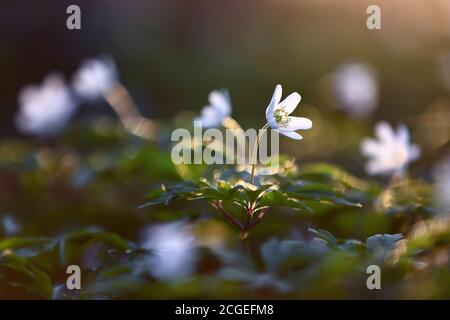 Frühe Frühlingsblume Anemone nemorosa auf dem Hintergrund von Bokeh grünen Gras. Blumen Frühling Hintergrund. Konzept der Wiedergeburt der Natur. Lage Ort Udrai Stockfoto