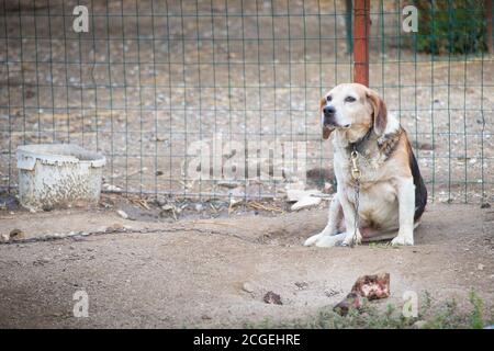 Unglücklicher, trauriger Beagle-Hund an einer Kette gehalten, im Hof sitzend. Symbol für Tiermissbrauch mit Kopierraum. Stockfoto