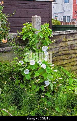 Große Bindweed Convolvulus silvatica wächst wild bis einen Gartenzaun. Stockfoto