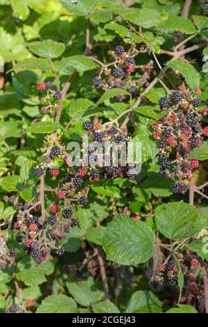 Brombeeren (Rubus fruticosus). Einzelne Segmente, Beeren, in verschiedenen Stadien der Reifung. Grassierende, ausbreitende Heckenpflanzen. August, September. Stockfoto