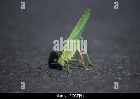 Die weibliche große grüne Buschkricket (Tettigonia viridissima) mit verlorener linker Hintergliedmaßen verwendet seinen Eiablage-Organ, um seine Ballance zu halten. Stockfoto