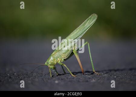 Die weibliche große grüne Buschkricket (Tettigonia viridissima) mit verlorener linker Hintergliedmaßen verwendet seinen Eiablage-Organ, um seine Ballance zu halten. Stockfoto