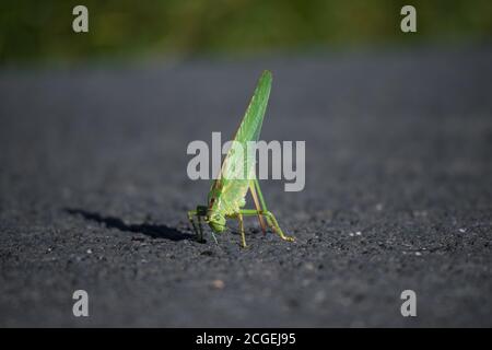 Die weibliche große grüne Buschkricket (Tettigonia viridissima) mit verlorener linker Hintergliedmaßen verwendet seinen Eiablage-Organ, um seine Ballance zu halten. Stockfoto