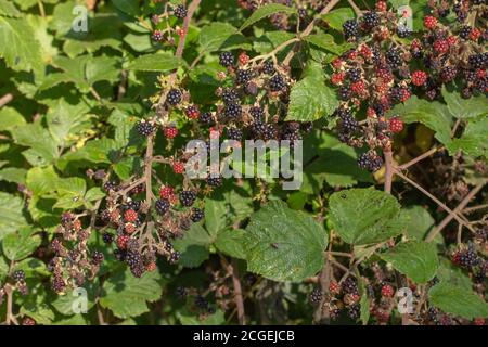 Brombeeren (Rubus fruticosus). Einzelne Segmente, Beeren, in verschiedenen Stadien der Reifung. Grassierende, ausbreitende, klammernde, grün blühende Pflanzen Stockfoto