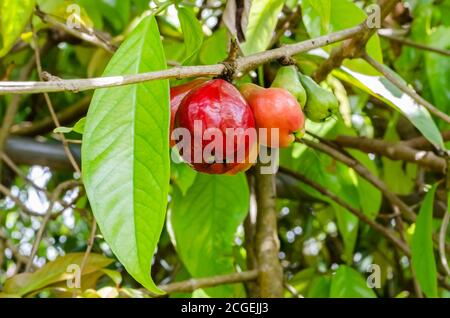 Ein Kleiner Strauß Otaheite-Äpfel Auf Baum Stockfoto