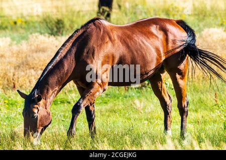 Pferde grasen auf der Weide am Rande der kleinen Bergstadt Salida, Colorado, USA Stockfoto