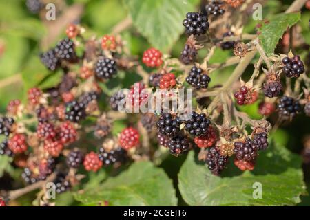 Brombeeren (Rubus fruticosus). Einzelne Segmente, Beeren, in verschiedenen Stadien der Reifung und Zersetzung, zieht Greenbottle Fliege, Diptera. Stockfoto