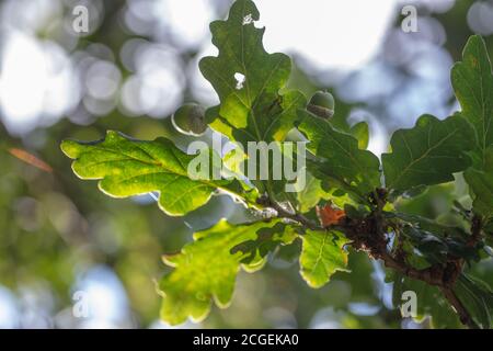 Blätter, Laub und Eicheln. Früchte der englischen Eiche (Quercus robur). Von unten betrachtet, durch Äste zum Himmel aufblickend, contre jour. Stockfoto