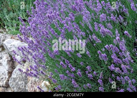 Lavendelklumpen wachsen an Steinmauer im Garten Stockfoto