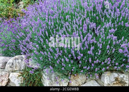 Lavendelklumpen wachsen an der Steinwand im Garten Duftpflanzen im Sommergarten Stockfoto