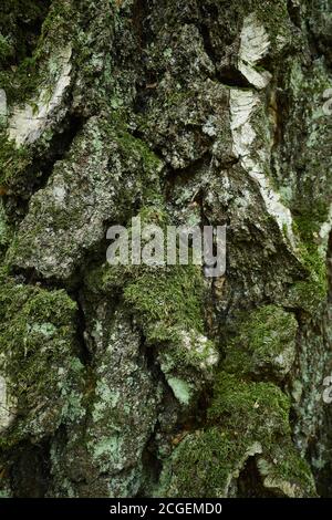 Strukturierte Birkenrinde. Nahaufnahme vertikales Foto. Birken gehören zur Gattung Betula und werden als Teil der Familie der Betulaceae klassifiziert Stockfoto